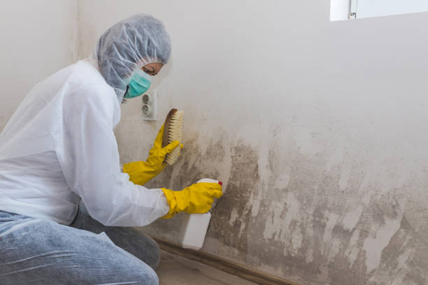Sea Girt, NJ Mold Remediation Company