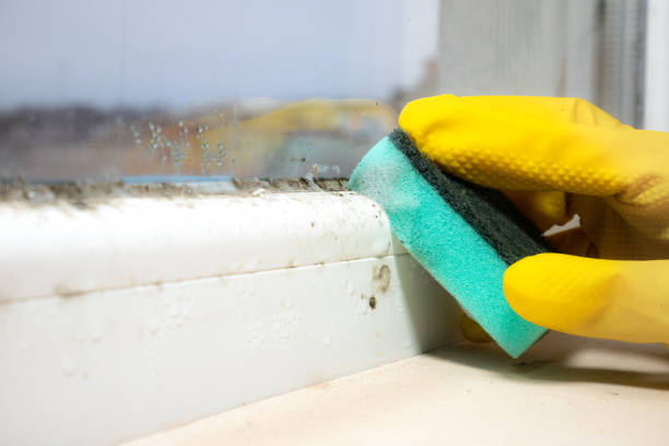 Sea Girt, NJ Mold Remediation Company