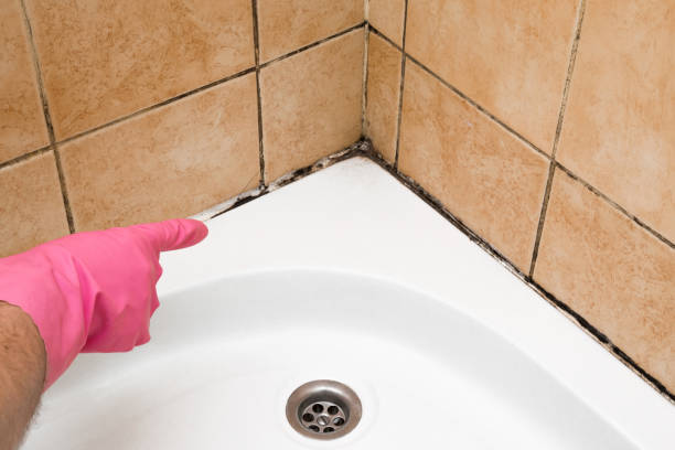 Best Crawl Space Mold Remediation in Sea Girt, NJ