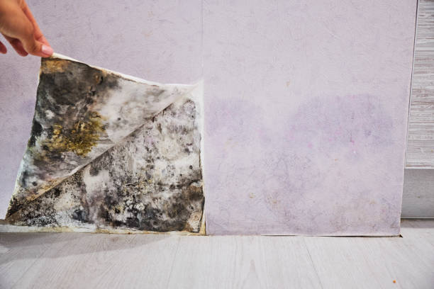 Best Kitchen Mold Remediation in Sea Girt, NJ